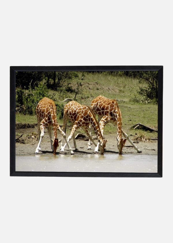 THREE DRINKING GIRAFFES