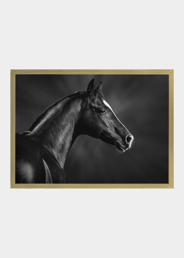 HORSE HEAD