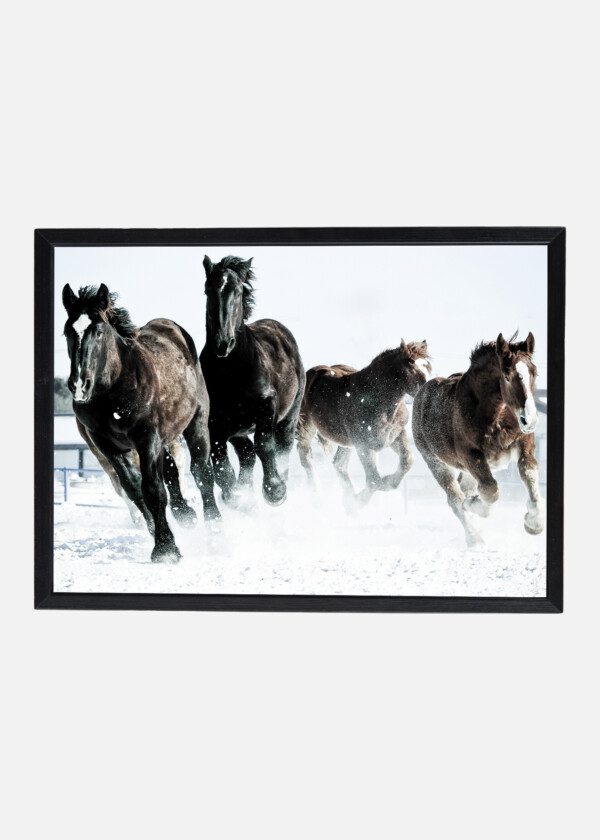 HORSES IN SNOW