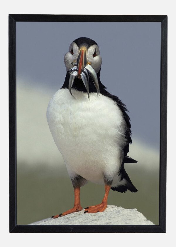 PUFFIN