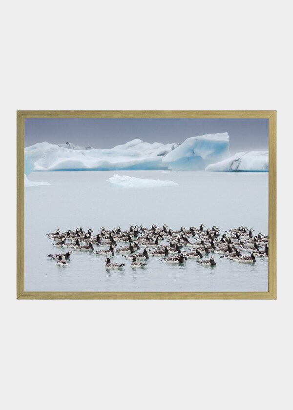 SEABIRDS AMONG ICEBERGS