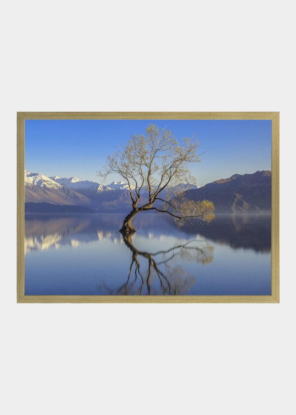 TREES GROW IN LAKE