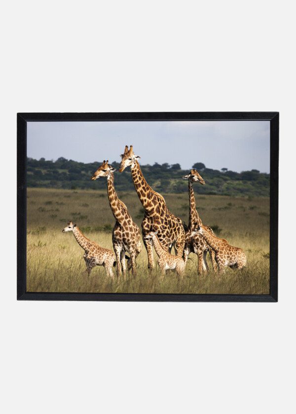 GIRAFFES