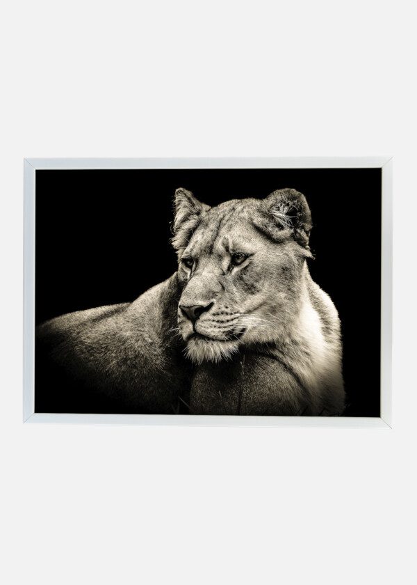 FEMALE LION