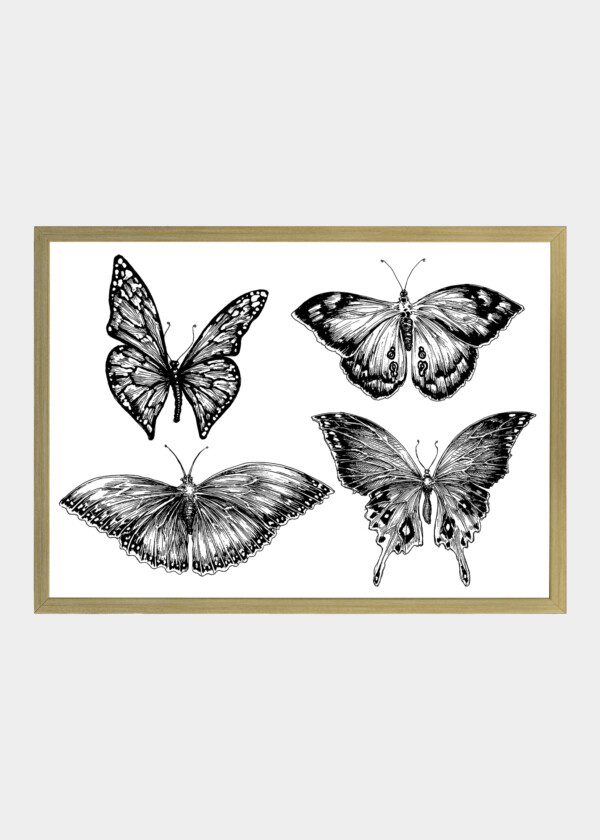 ILLUSTRATION BUTTERFLIES