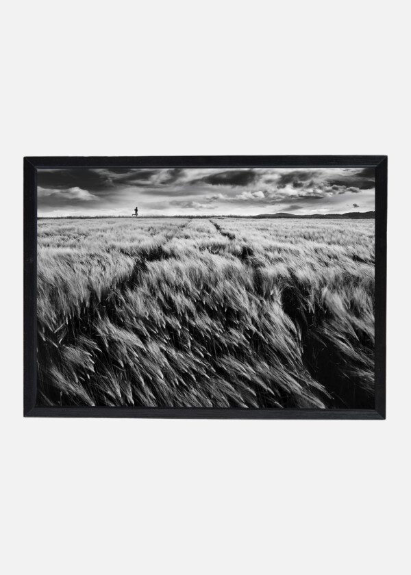 CORNFIELD