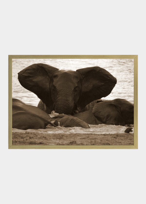 ELEPHANTS