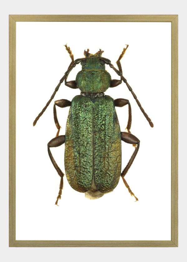 INSECT