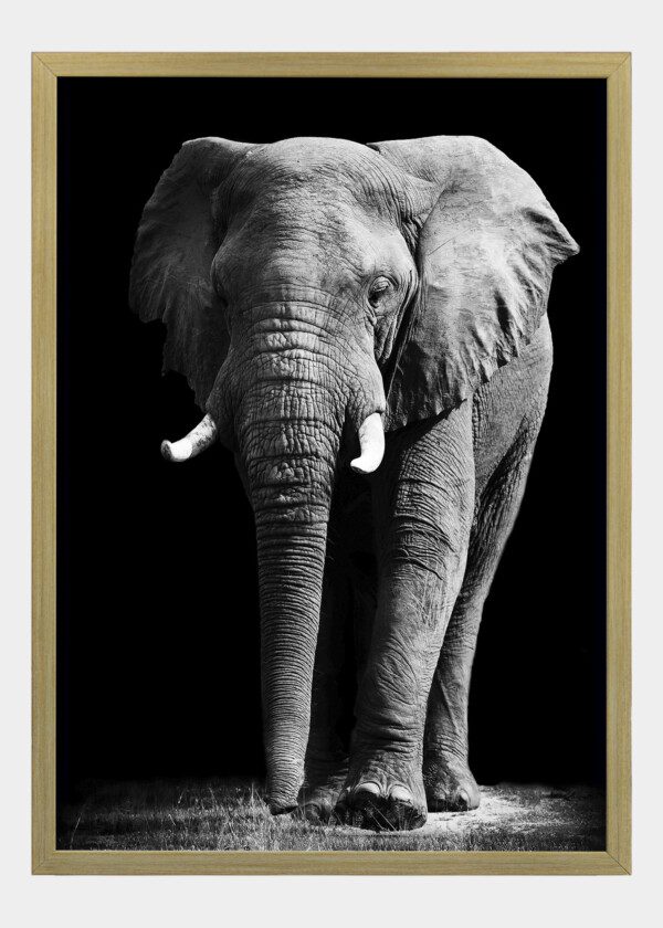 ELEPHANT WALKING ON TRAIL