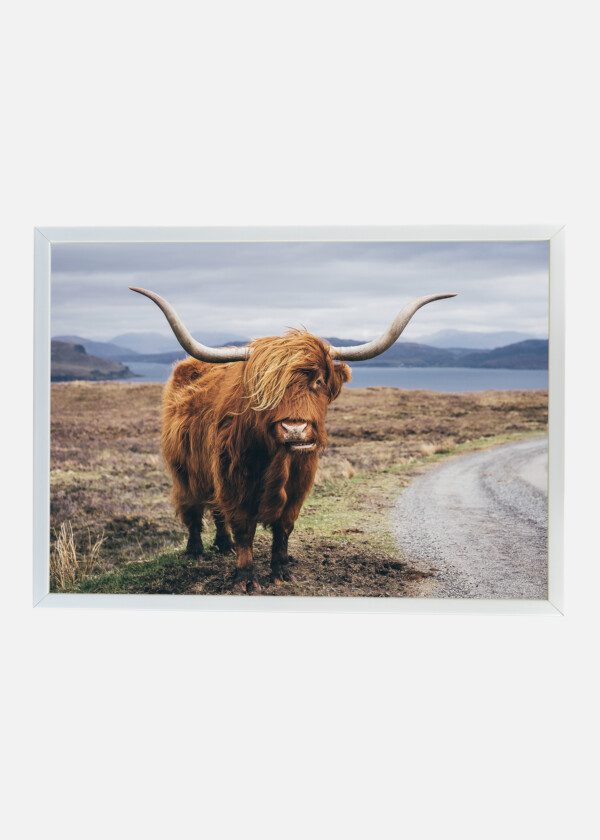 HAIRY SCOTTISH YAK ON THE ROAD, ISLE OF SKYE