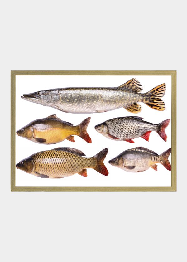 FISH