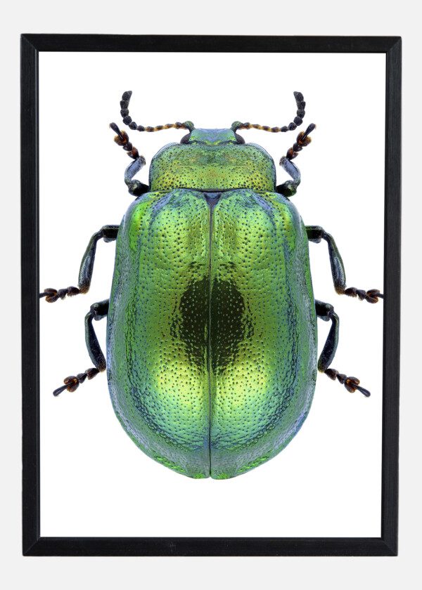 INSECT