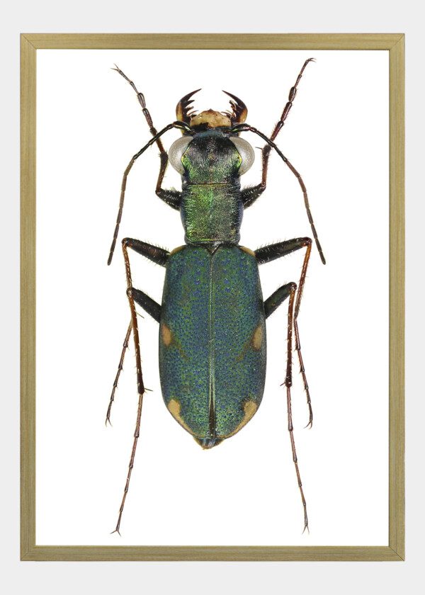 INSECTS