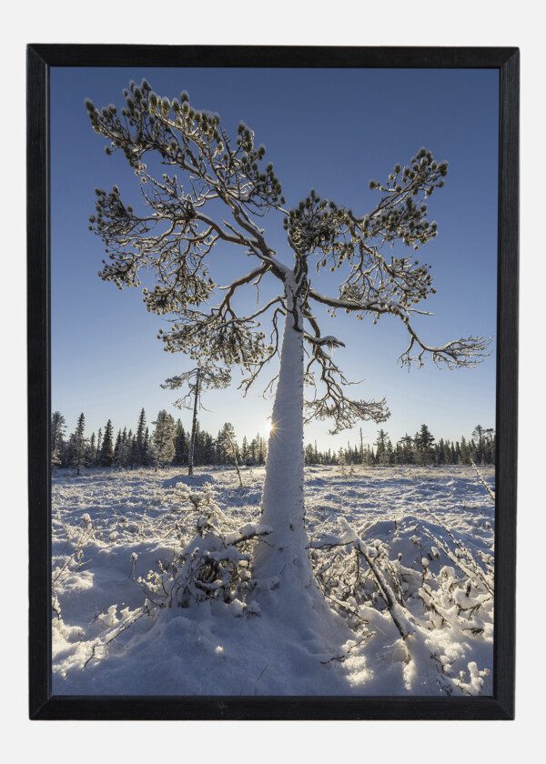 LONELY TREE IN WINTER SETTING