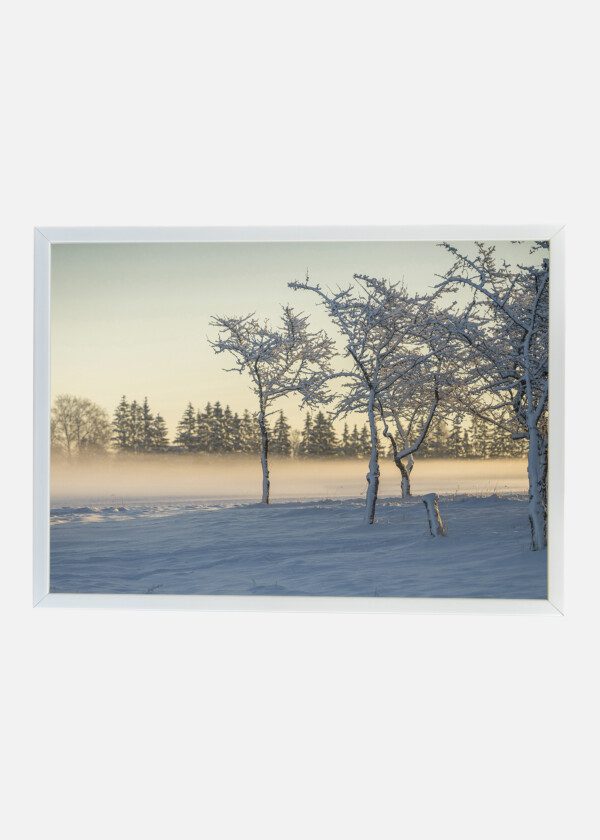 SNOWY TREES