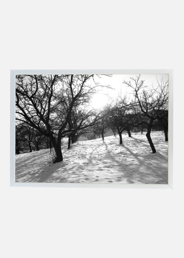 WINTER IN THE ORCHARD