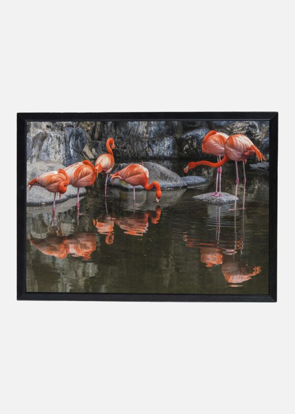 FLAMINGOS
