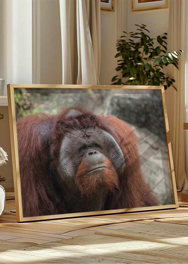 ORANGUTAN