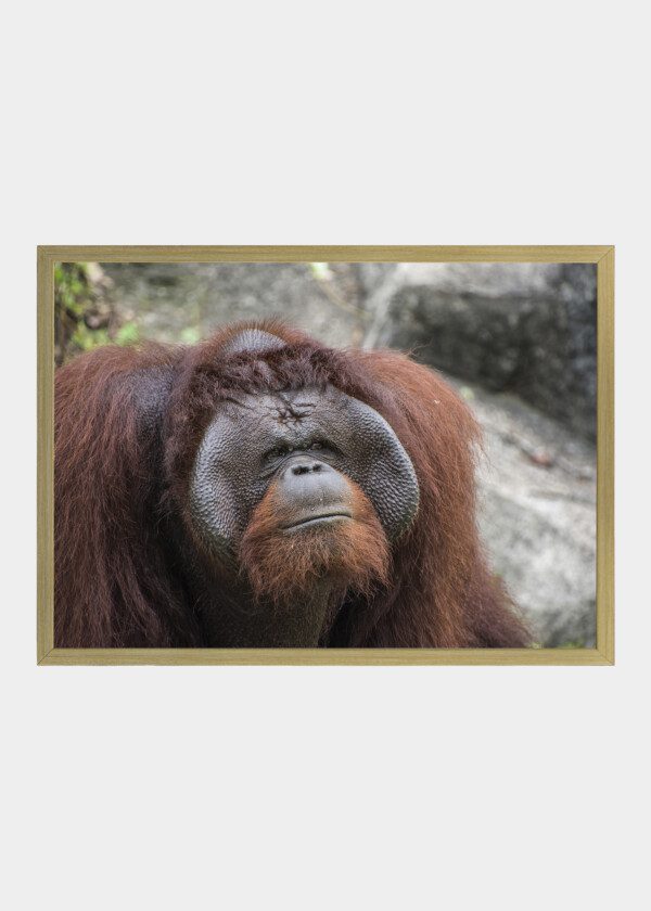 ORANGUTAN