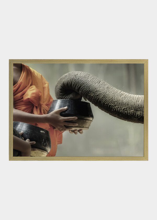 ELEPHANT EATS OUT OF A BOWL