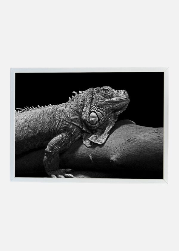 LIZARD