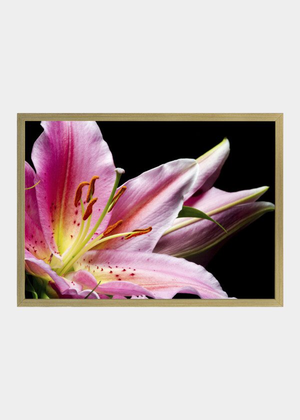 PINK LILY