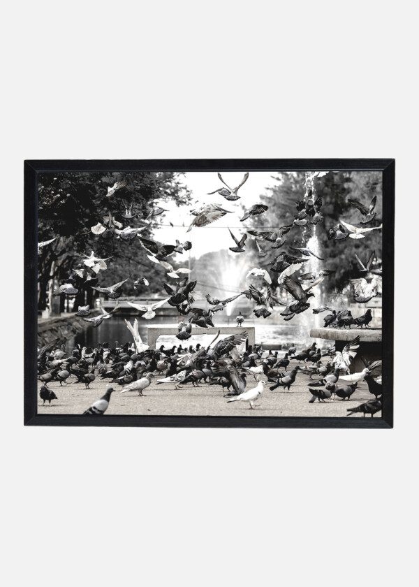 PIGEONS