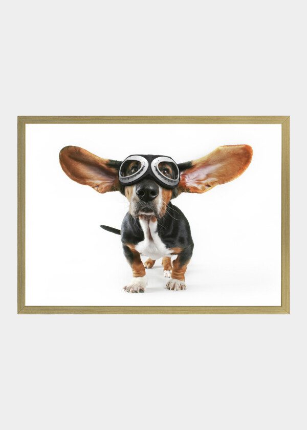 DOG WITH AVIATOR GOGGLES