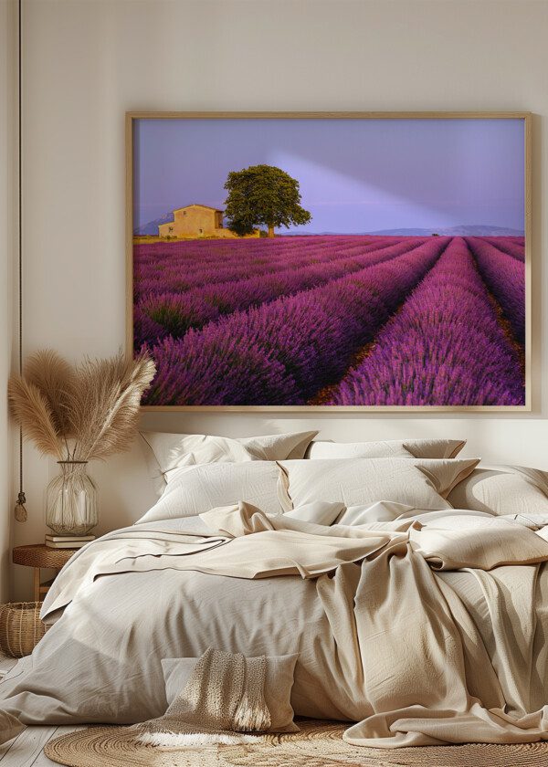 LAVENDER FIELD. PROVENCE FRANCE