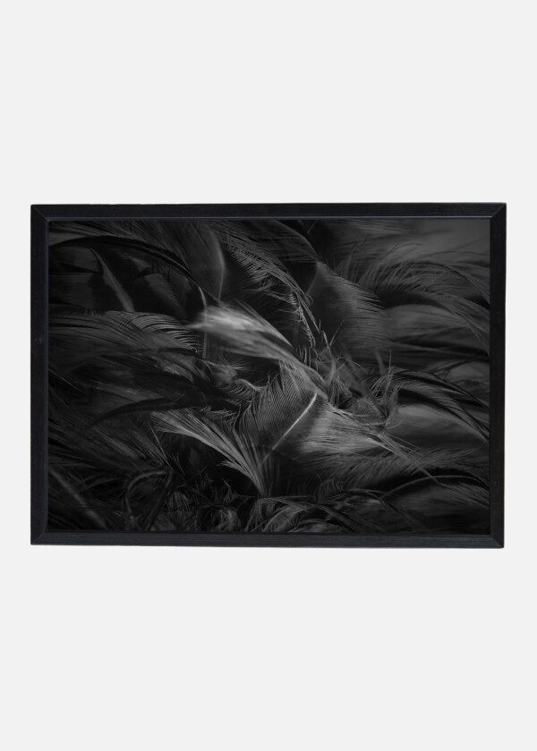 BLACK FEATHERS