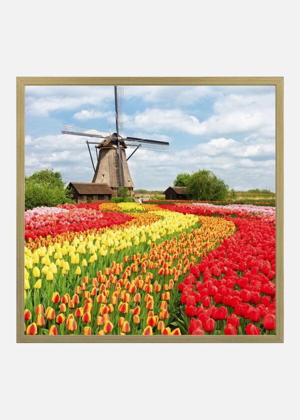 HOLLAND. TULIPS AND WINDMILL