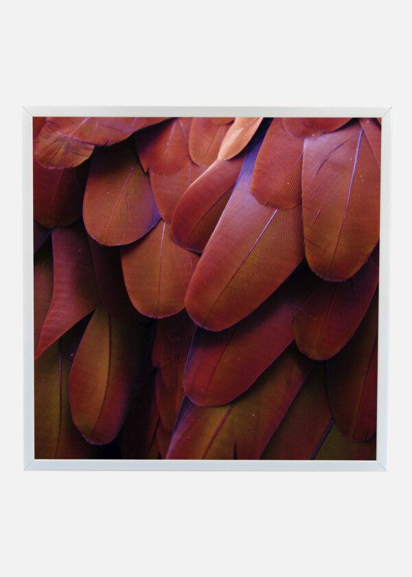 RED FEATHERS