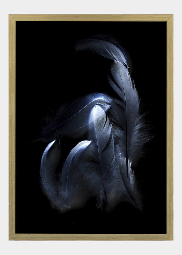 FEATHERS AGAINST BLACK BACKGROUND