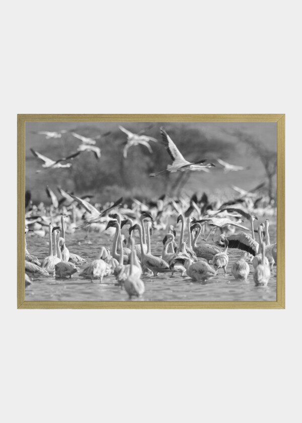 FLAMINGOS