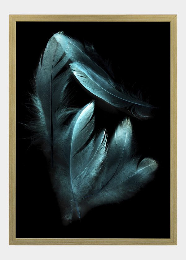 TURQUOISE FEATHERS