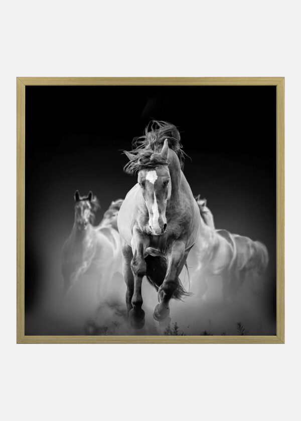 HORSES