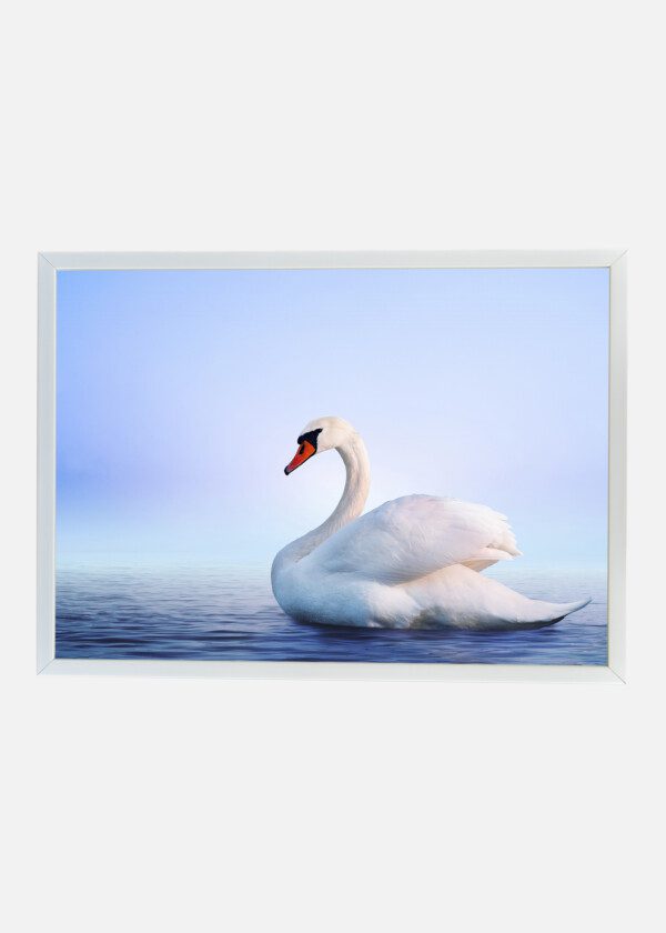 SWAN