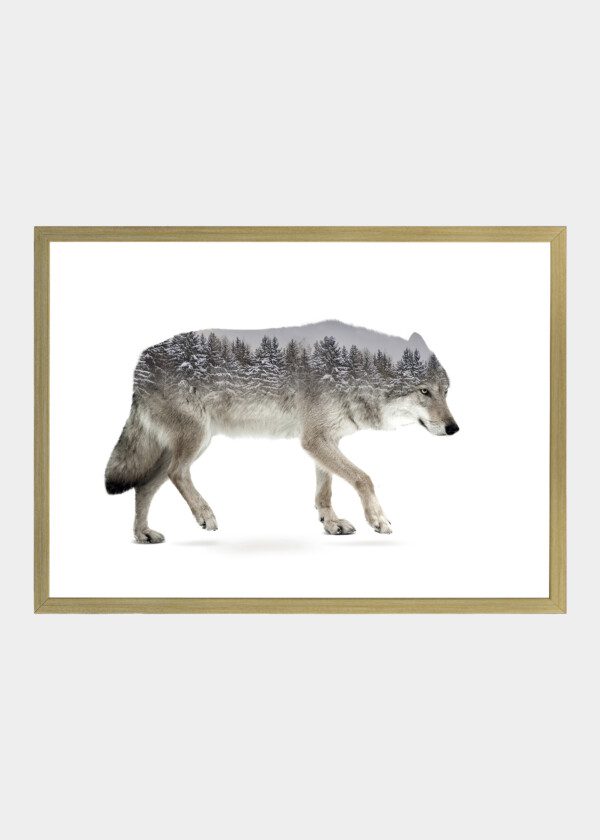 ILLUSTRATION. WOLF