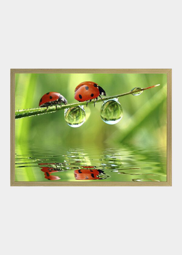 LADYBUGS ON GRASS STRAW