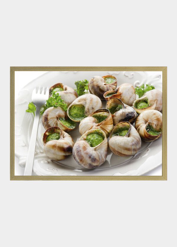 STARTER, 12 SNAILS