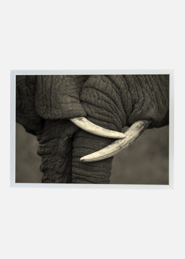 ELEPHANT TUSKS