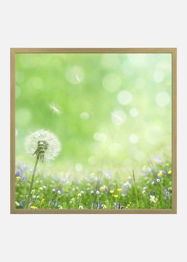 DANDELION ON FLOWER MEADOW