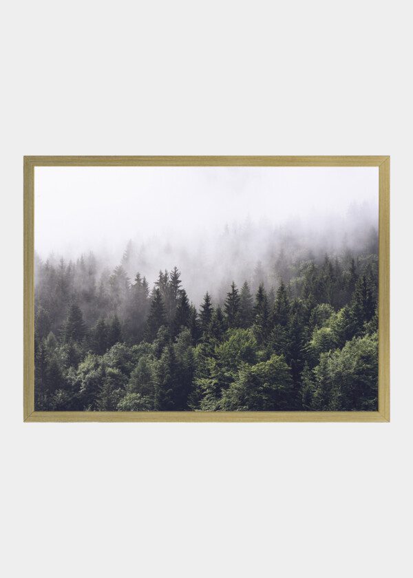 FOG OVER SPRUCE FOREST