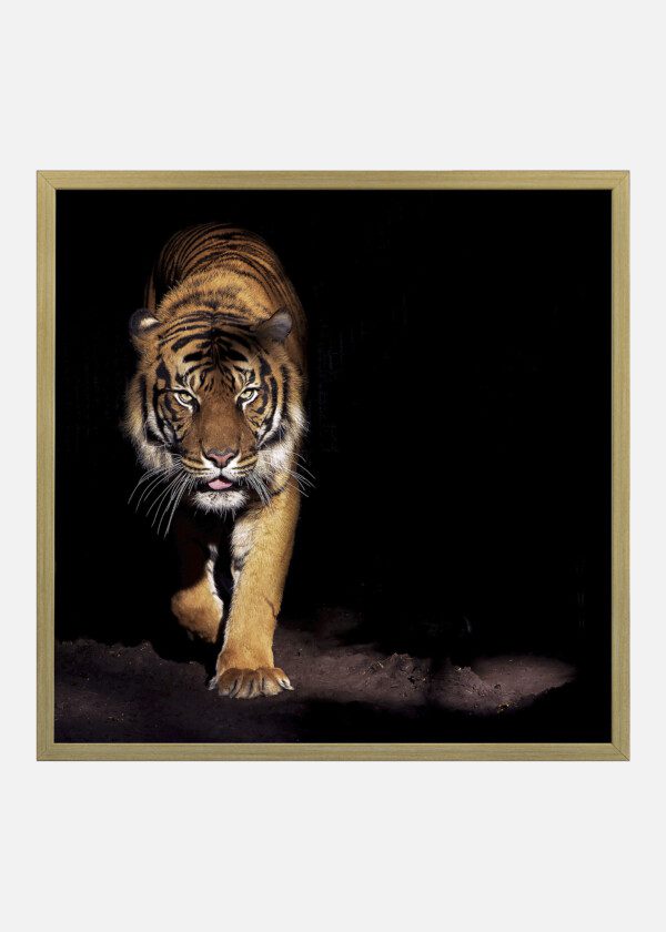 TIGER