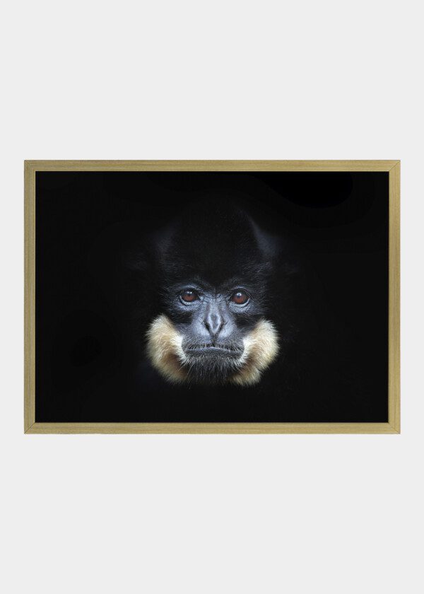 MONKEY