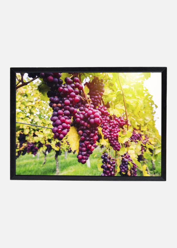 GRAPE CLUSTERS