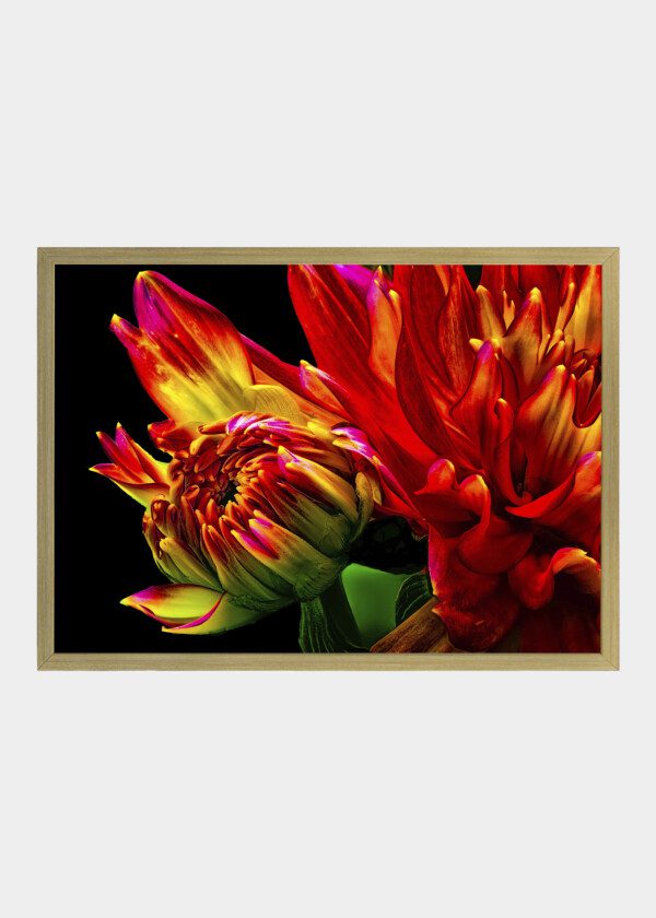 RED FLOWERS