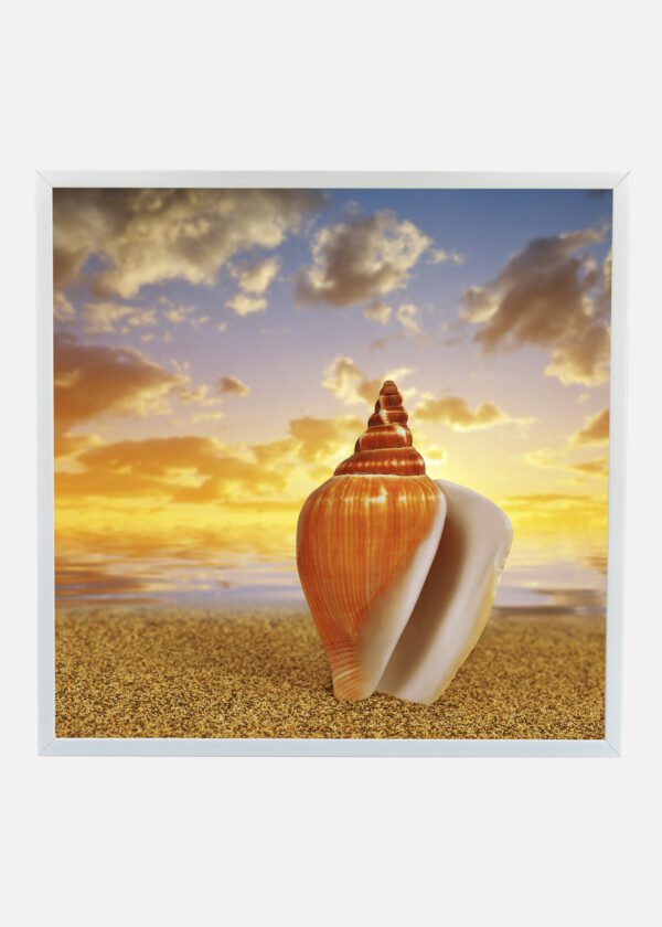 SHELL