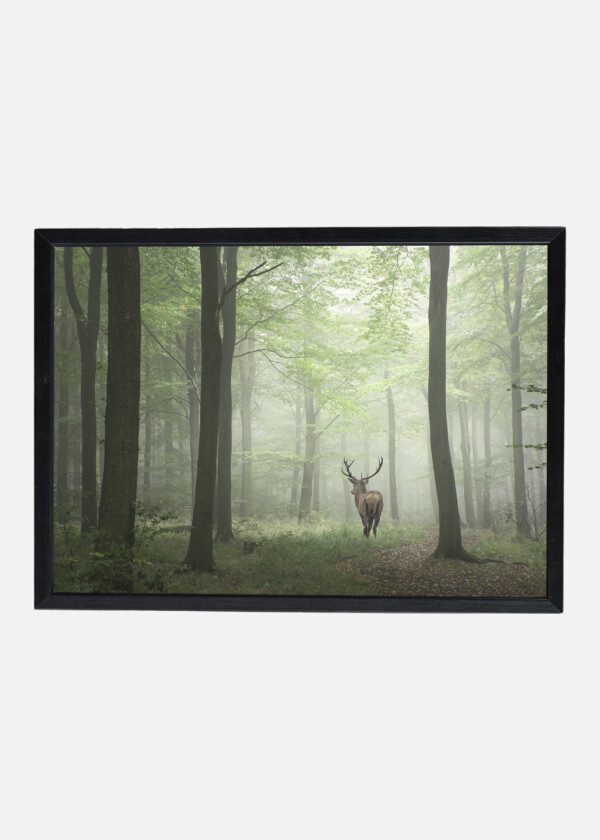 DEER IN FOREST