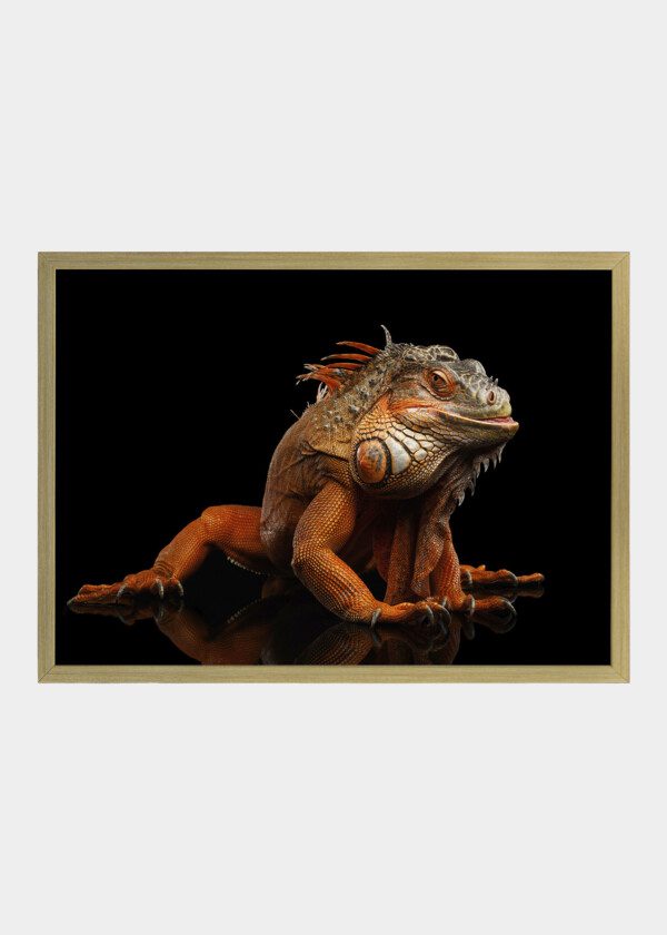 LIZARD